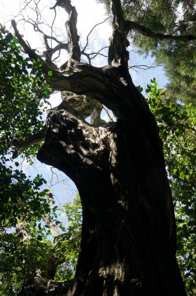 DSC04769古木の枝